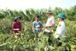 Đồng chí Phó Bí thư Thường trực Tỉnh ủy cùng các thành viên trong đoàn công tác đến thăm và động viên gia đình ông Liêu Văn Chảo, ở ấp Tân Đông, xã Tân Thành có 1.300 nọc tiêu 3 năm tuổi bị gãy đổ do lốc xoáy