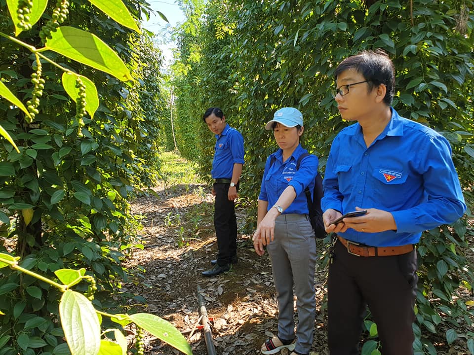 Đoàn viên tham khảo mô hình trồng tiêu