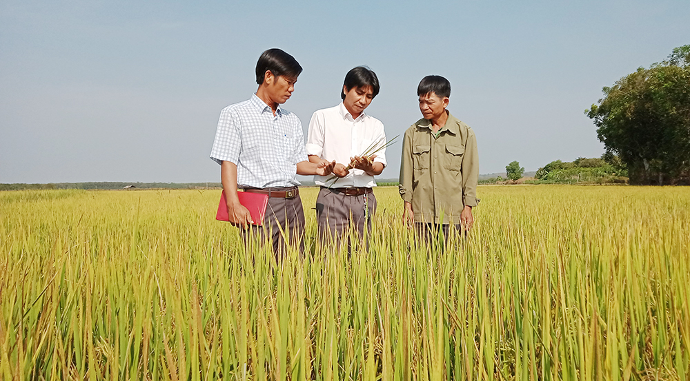 Tiến sĩ Nguyễn Văn Bắc, Phó giám đốc Trung tâm dịch vụ nông nghiệp huyện Bù Đốp (giữa) cùng nông dân thăm cánh đồng lúa ấp 4, xã Thanh Hòa, huyện Bù Đốp. Cánh đồng cấy giống lúa ST24, ST25 (có năng suất, chất lượng cao) đang được khảo nghi